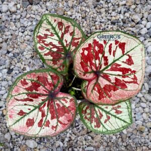 Hybrid H06 Pargit Caladium white leaf with red splash