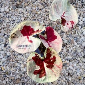 Hybrid H02 Indo Caladium ivory leaf with dark red center