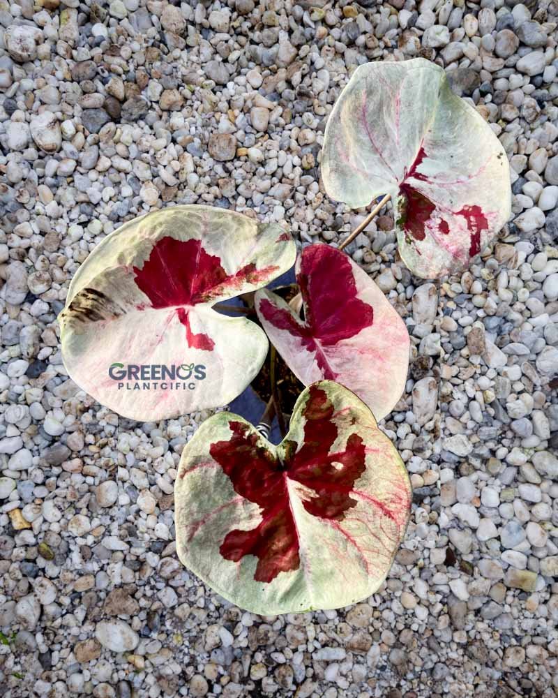 Hybrid H02 Indo Caladium ivory leaf with dark red center