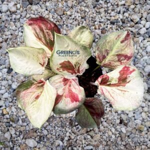 Hybrid H04 Indo Caladium pale ivory leaf with pink accent