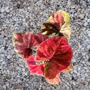 Hybrid H03 Indo Caladium pink red leaf with golden edge