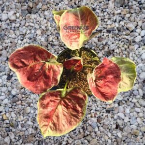 Hybrid H05 Indo Caladium orange red leaf