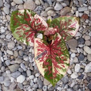 Maneruangseng Caladium ivory leaf with green pink speckles