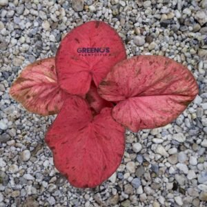 Pink Poison Caladium solid pink leaf