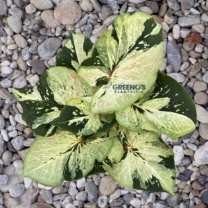 The Queen Caladium creamy white leaf with green veins
