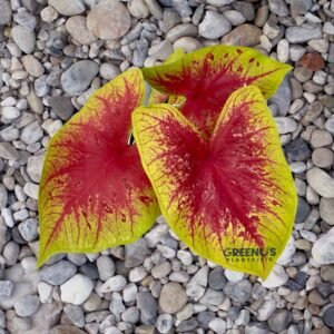 CF Yellow Sunrise