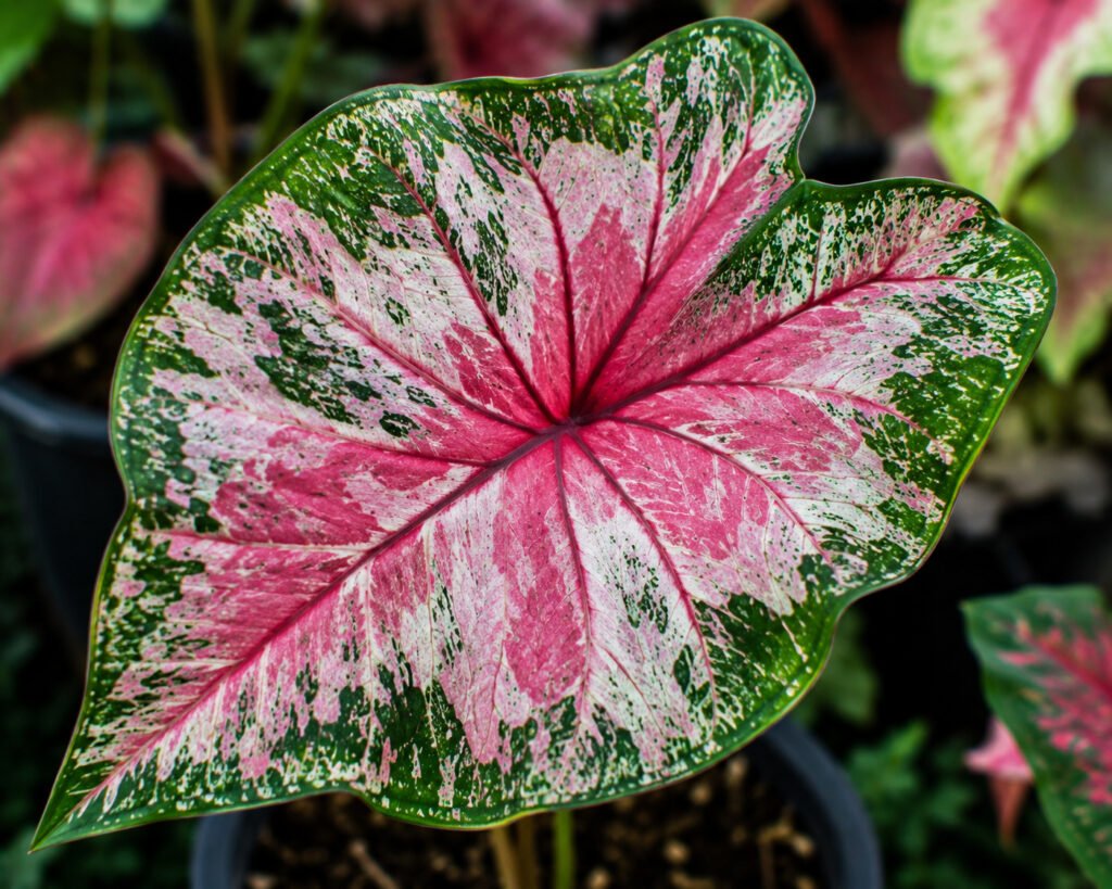 Rare Caladium with unusual colors and unique leaf patterns