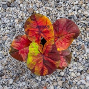 Twilight Caladium red orange leaf with golden base