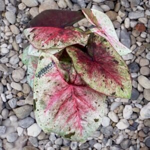 Daruma Caladium ivory leaf with pink speckles and red veins