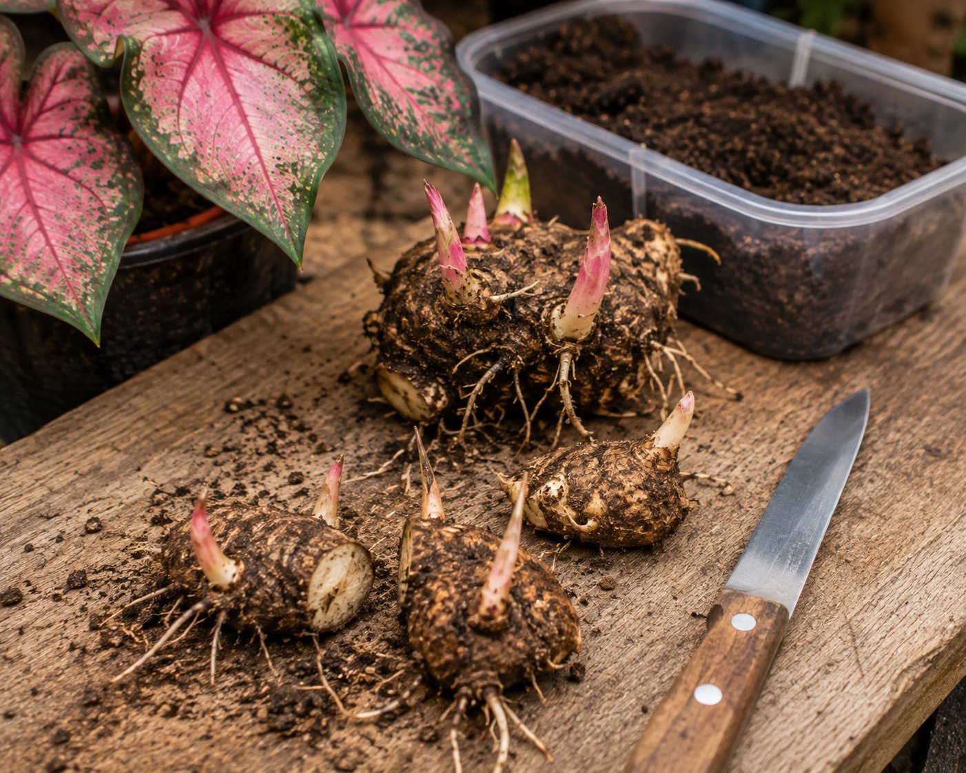 propagate Caladiums from tubers