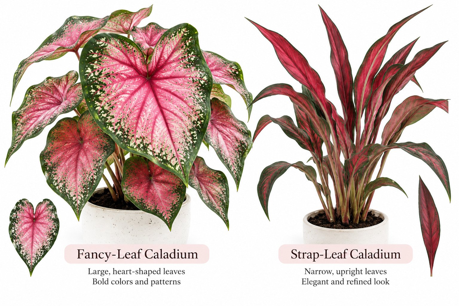 strap-leaf caladium