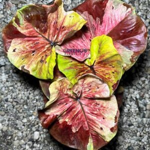 Thong Phat Kai Mak Caladium multicolor maroon yellow pink leaf