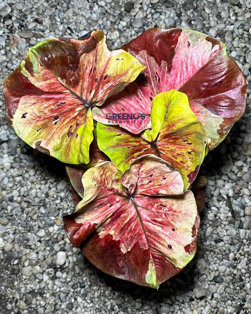Thong Phat Kai Mak Caladium multicolor maroon yellow pink leaf