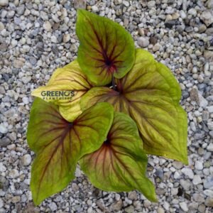 Big Colour Caladium yellow green leaf with red veins