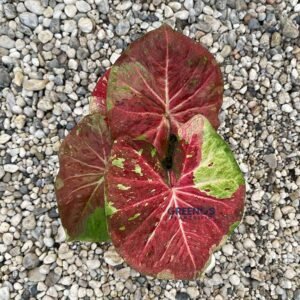GN-IDN Hybrid Series VII Caladium red leaf with green splash