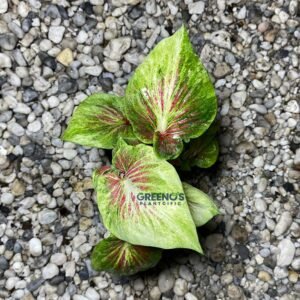 Golden Wings Caladium green leaf with red vein network