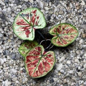 Khumtong Caladium green leaf with dark red patches