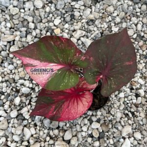 Labuta Caladium deep maroon leaf with green edge