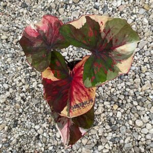 Lucifer Caladium red maroon leaf with cream edge
