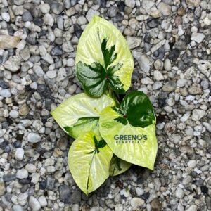 Maharani Caladium pale leaf with green maple pattern