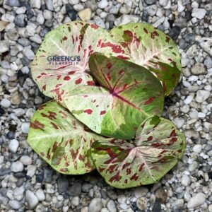 Move On Caladium green leaf with dark red speckles