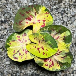 Neramit Caladium yellow green leaf with red speckles