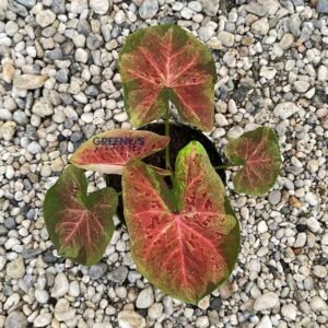Nha Khon Chum Caladium green leaf with pink tones