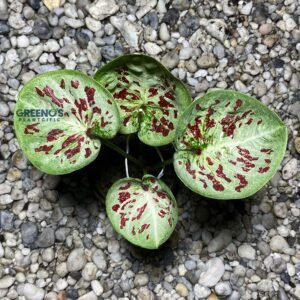 One Word Mangkok Caladium green leaf with dark red speckles