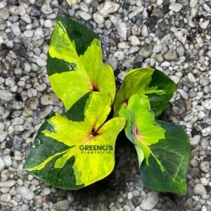 Rhacapurek Caladium dark green leaf with yellow green base