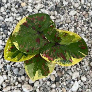 Rin Khopah Caladium green leaf with yellow edge and red speckles