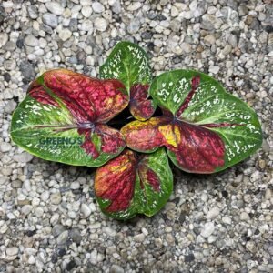 Rossa Caladium green leaf with red yellow splash