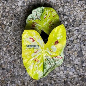 Shamklur Caladium yellow green leaf with red speckles