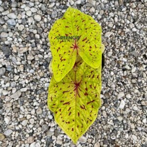 Sparkley Caladium yellow leaf with red speckles