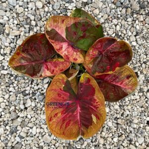Thep Jijhang Caladium red orange brown leaf
