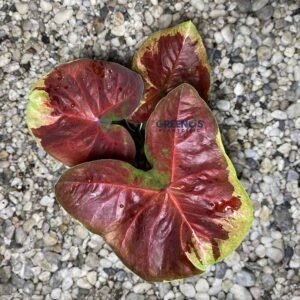 Thonglo Caladium dark maroon leaf with yellow green edge